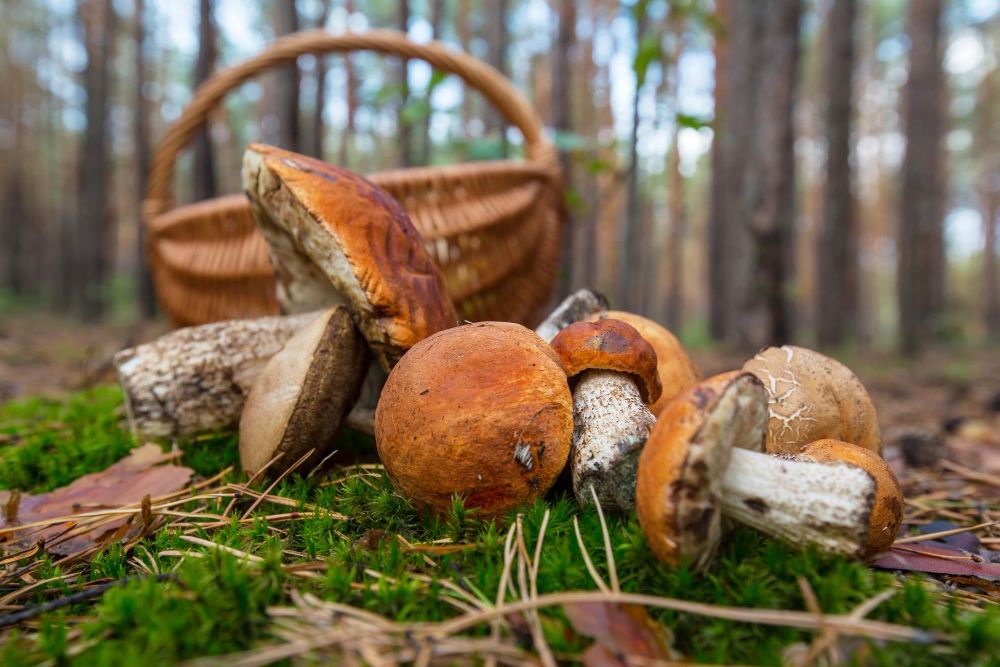 Gdzie na grzyby w okolicach Kętrzyna? Najlepsze miejsca na grzybobranie